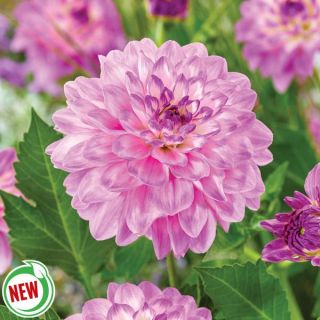 Blue Wish Dahlia Thumbnail